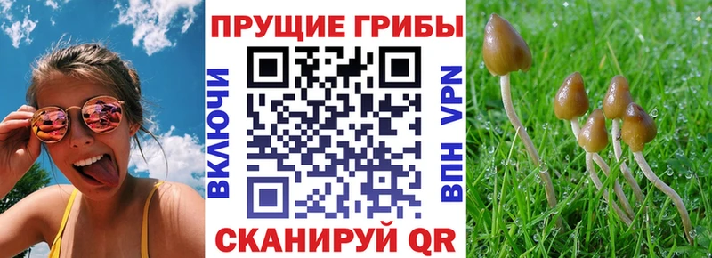 blacksprut зеркало  Асино  нарко площадка телеграм  Псилоцибиновые грибы Magic Shrooms 